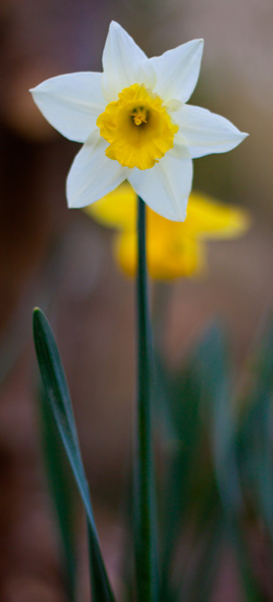 flower daffodil